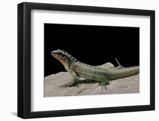 Leiocephalus Schreibersi (Red-Sided Curly-Tail)-Paul Starosta-Framed Photographic Print