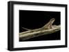Leiocephalus Schreibersi (Red-Sided Curly-Tail)-Paul Starosta-Framed Photographic Print