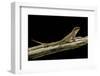 Leiocephalus Schreibersi (Red-Sided Curly-Tail)-Paul Starosta-Framed Photographic Print