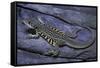 Leiolepis Belliana (Butterfly Lizard)-Paul Starosta-Framed Stretched Canvas