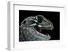 Leiolepis Belliana (Butterfly Lizard)-Paul Starosta-Framed Photographic Print