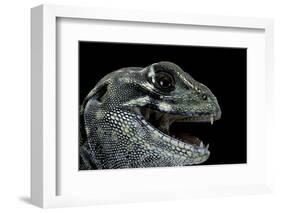 Leiolepis Belliana (Butterfly Lizard)-Paul Starosta-Framed Photographic Print