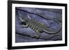 Leiolepis Belliana (Butterfly Lizard)-Paul Starosta-Framed Photographic Print