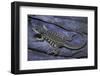 Leiolepis Belliana (Butterfly Lizard)-Paul Starosta-Framed Photographic Print