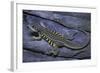 Leiolepis Belliana (Butterfly Lizard)-Paul Starosta-Framed Photographic Print