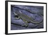 Leiolepis Belliana (Butterfly Lizard)-Paul Starosta-Framed Photographic Print