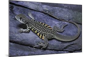 Leiolepis Belliana (Butterfly Lizard)-Paul Starosta-Mounted Photographic Print