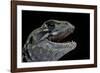 Leiolepis Belliana (Butterfly Lizard)-Paul Starosta-Framed Photographic Print