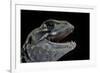 Leiolepis Belliana (Butterfly Lizard)-Paul Starosta-Framed Photographic Print