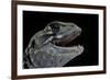 Leiolepis Belliana (Butterfly Lizard)-Paul Starosta-Framed Photographic Print