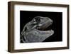 Leiolepis Belliana (Butterfly Lizard)-Paul Starosta-Framed Photographic Print