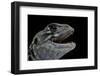 Leiolepis Belliana (Butterfly Lizard)-Paul Starosta-Framed Photographic Print