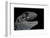 Leiolepis Belliana (Butterfly Lizard)-Paul Starosta-Framed Photographic Print