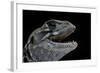 Leiolepis Belliana (Butterfly Lizard)-Paul Starosta-Framed Photographic Print