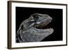 Leiolepis Belliana (Butterfly Lizard)-Paul Starosta-Framed Photographic Print