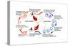 Leishmaniasis Life Cycle-Science Source-Stretched Canvas
