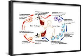 Leishmaniasis Life Cycle-Science Source-Framed Art Print