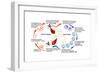 Leishmaniasis Life Cycle-Science Source-Framed Art Print