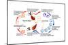 Leishmaniasis Life Cycle-Science Source-Mounted Art Print