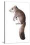 Leithia Giant Dormouse-null-Stretched Canvas