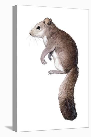 Leithia Giant Dormouse-null-Stretched Canvas