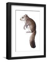 Leithia Giant Dormouse-null-Framed Photographic Print