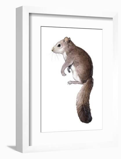 Leithia Giant Dormouse-null-Framed Photographic Print