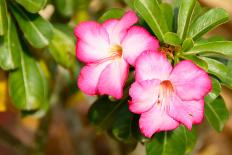 Adenium Obesum (Desert Rose; Impala Lily; Mock Azalea)-Lekchangply-Photographic Print