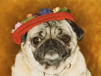 Pug Wearing Floral Hat-Leland Bobb?-Stretched Canvas