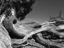 Falling Pine Tree-Leland J. Prater-Photographic Print