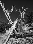 Falling Pine Tree-Leland J. Prater-Photographic Print