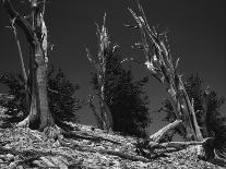 Falling Pine Tree-Leland J. Prater-Photographic Print