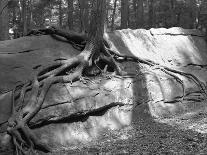 Falling Pine Tree-Leland J. Prater-Photographic Print