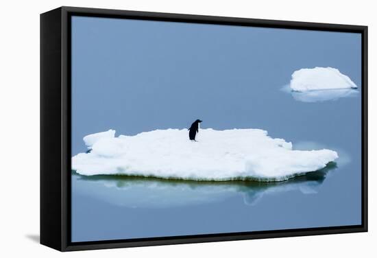 Lemaire Channel, Antarctica. Adelie Penguin Rests on Sea Ice-Janet Muir-Framed Stretched Canvas