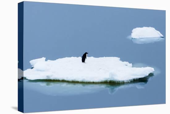 Lemaire Channel, Antarctica. Adelie Penguin Rests on Sea Ice-Janet Muir-Stretched Canvas