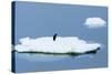 Lemaire Channel, Antarctica. Adelie Penguin Rests on Sea Ice-Janet Muir-Stretched Canvas