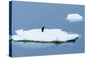 Lemaire Channel, Antarctica. Adelie Penguin Rests on Sea Ice-Janet Muir-Stretched Canvas