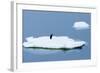 Lemaire Channel, Antarctica. Adelie Penguin Rests on Sea Ice-Janet Muir-Framed Photographic Print