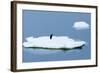 Lemaire Channel, Antarctica. Adelie Penguin Rests on Sea Ice-Janet Muir-Framed Photographic Print