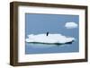 Lemaire Channel, Antarctica. Adelie Penguin Rests on Sea Ice-Janet Muir-Framed Photographic Print