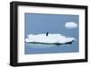 Lemaire Channel, Antarctica. Adelie Penguin Rests on Sea Ice-Janet Muir-Framed Photographic Print