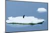 Lemaire Channel, Antarctica. Adelie Penguin Rests on Sea Ice-Janet Muir-Mounted Photographic Print