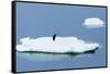 Lemaire Channel, Antarctica. Adelie Penguin Rests on Sea Ice-Janet Muir-Framed Stretched Canvas