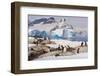 Lemaire Channel, Antarctica. Gentoo Penguin colony in foreground with Icebergs-Janet Muir-Framed Photographic Print