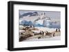 Lemaire Channel, Antarctica. Gentoo Penguin colony in foreground with Icebergs-Janet Muir-Framed Photographic Print