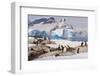 Lemaire Channel, Antarctica. Gentoo Penguin colony in foreground with Icebergs-Janet Muir-Framed Photographic Print