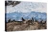 Lemaire Channel, Antarctica. Gentoo Penguin Colony-Janet Muir-Stretched Canvas