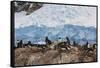 Lemaire Channel, Antarctica. Gentoo Penguin Colony-Janet Muir-Framed Stretched Canvas