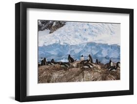 Lemaire Channel, Antarctica. Gentoo Penguin Colony-Janet Muir-Framed Photographic Print