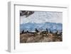 Lemaire Channel, Antarctica. Gentoo Penguin Colony-Janet Muir-Framed Photographic Print